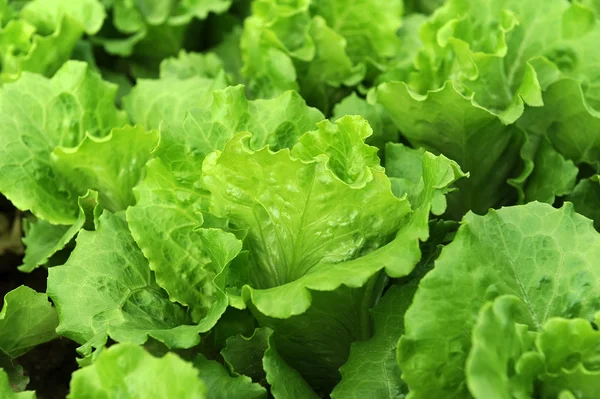 Lettuce plant in field — Stock Photo, Image