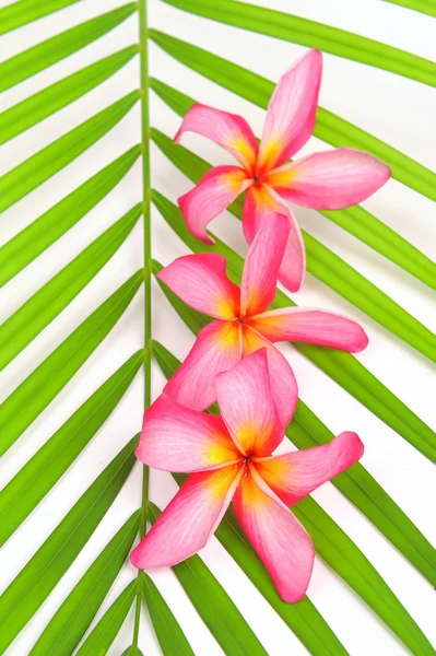 Plumeria flowers — Stock Photo, Image