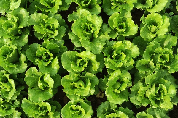 Lettuce plant in field — Stock Photo, Image