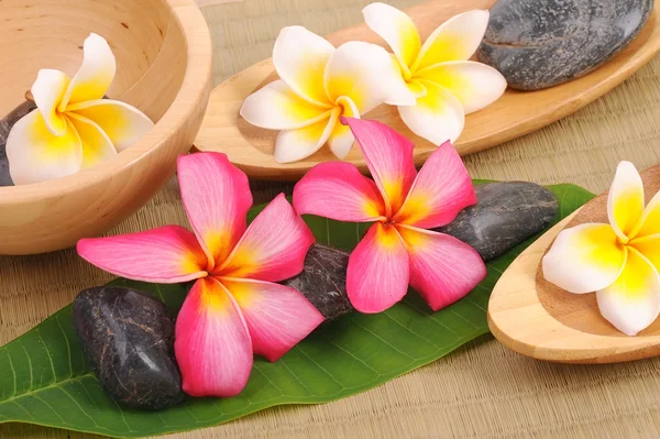 Plumeria flowers — Stock Photo, Image