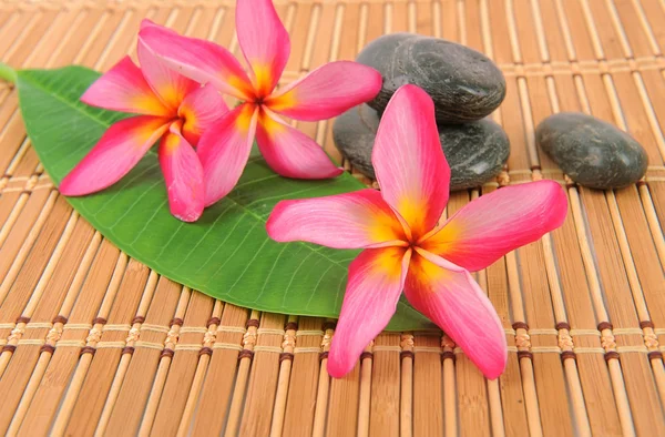 Plumeria blommor — Stockfoto