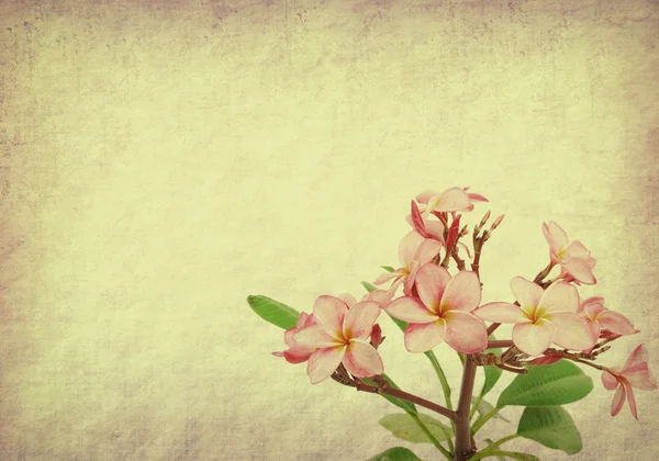 Frangipani or plumeria tropical flower with old grunge antique paper texture — Stock Photo, Image