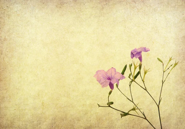 Purple flower on Old antique vintage paper background — Stock Photo, Image