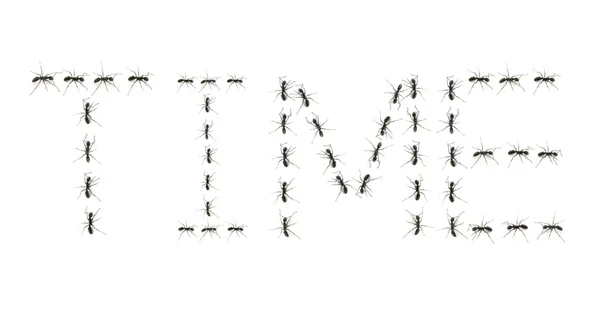Ameisen versammelten sich, um das Wort Zeit zu buchstabieren — Stockfoto