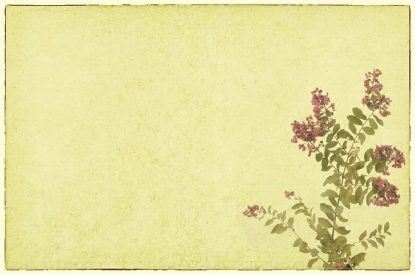 Crepe myrten blommor med gamla grunge antika pappersstruktur — Stockfoto