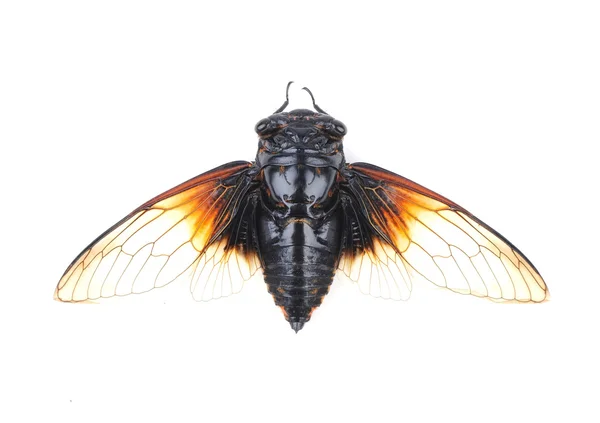 Cicada aislada sobre fondo blanco —  Fotos de Stock