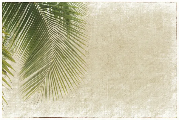 Vecchio sfondo di carta con foglia di palma — Foto Stock
