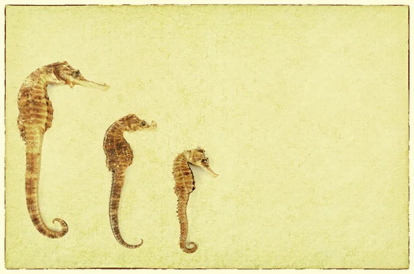 手工纸纹理的海马 — 图库照片