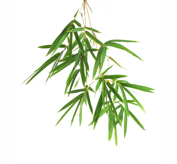 Bambu Yaprakları — Stok fotoğraf