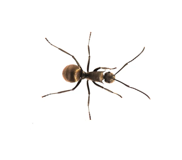 Ant in de natuur — Stockfoto