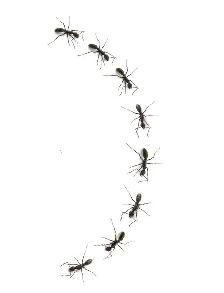 Ant in de natuur — Stockfoto