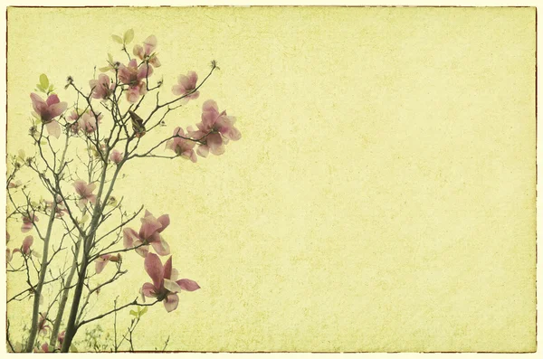 玉兰花与旧仿古复古纸背景 — 图库照片
