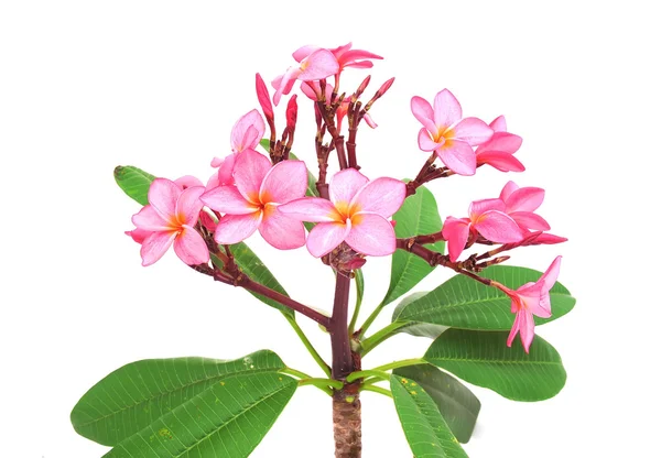 Frangipani ou plumeria flor tropical — Fotografia de Stock