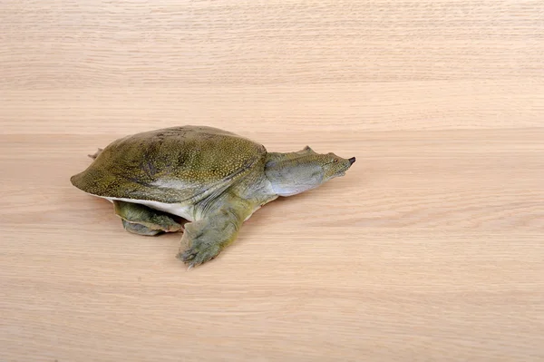 Çin soft-shelled kaplumbağa — Stok fotoğraf