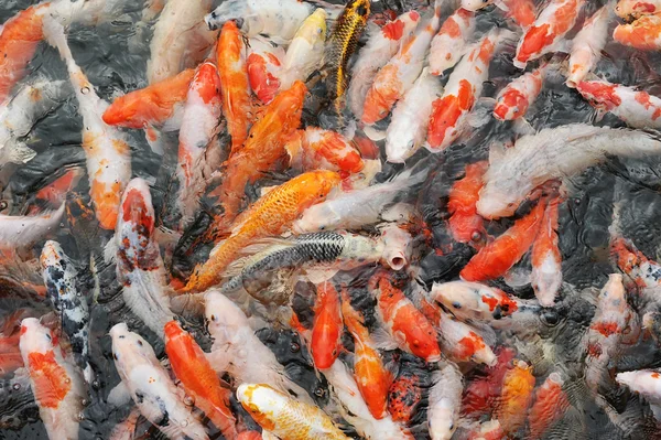 Peixes vermelhos e dourados sobre a água dourada — Fotografia de Stock