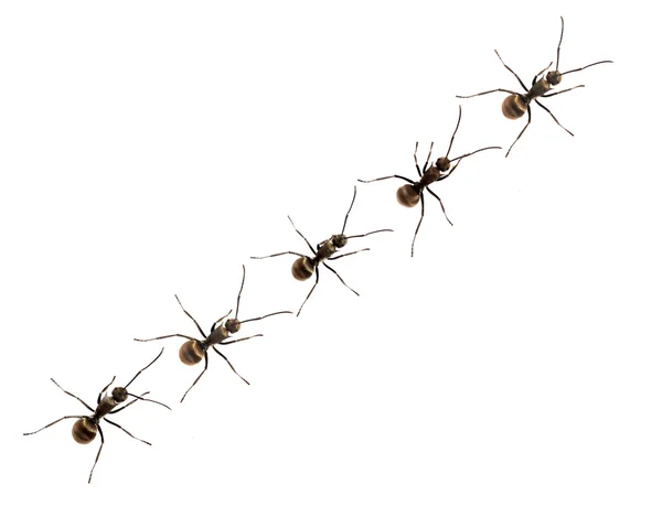 Ant isoleren op witte achtergrond — Stockfoto