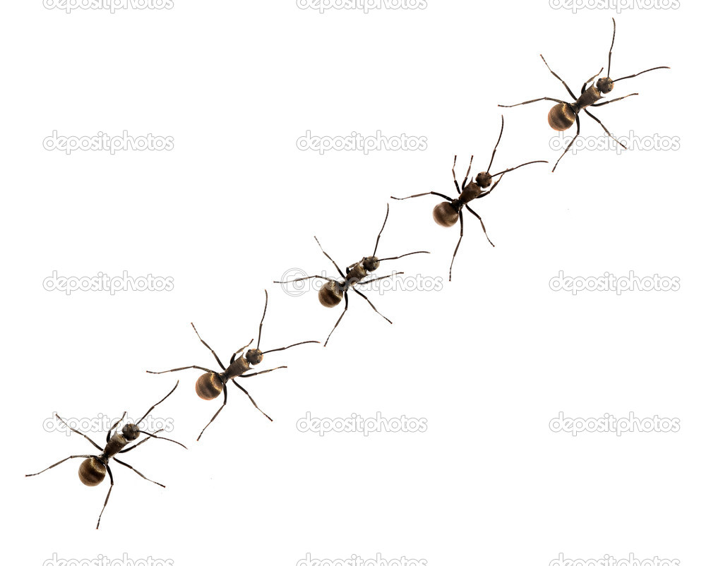 Ant isolate on white background