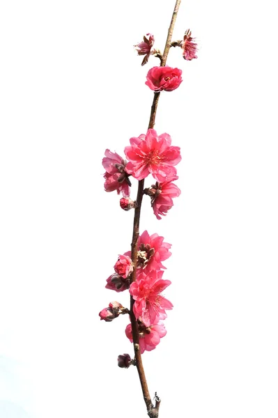 Cherry blossoms — Stock Photo, Image