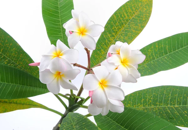 Frangipani ou plumeria flor tropical — Fotografia de Stock