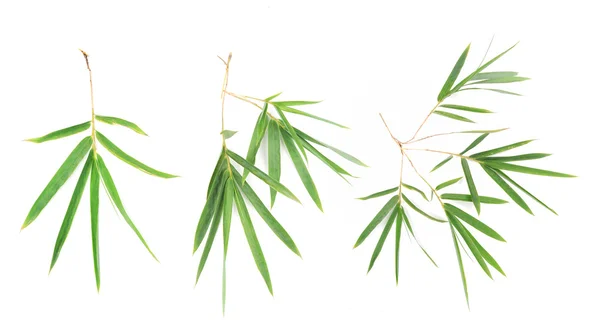 Bamboo leaves — Stock Photo, Image