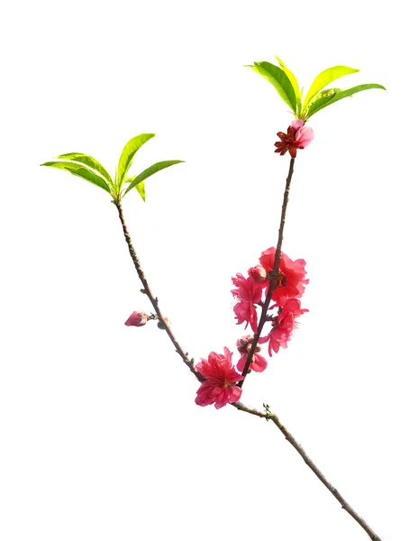 Flores de cerezo — Foto de Stock