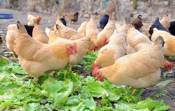 Gallina en el campo comiendo lechuga — Foto de Stock