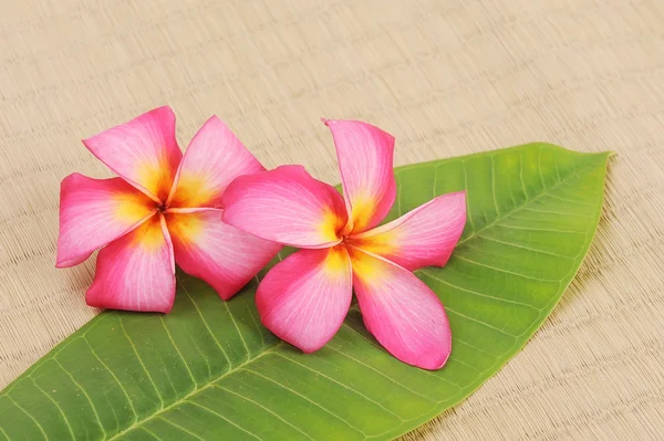 Frangipani e pedra polida em esteira de bambu — Fotografia de Stock