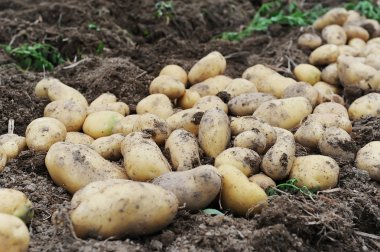 patates alanında hasat