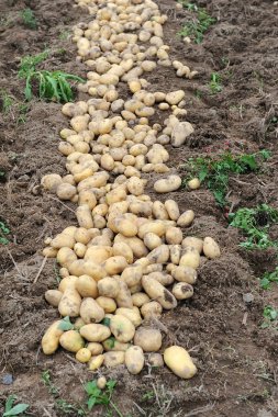 patates alanında hasat