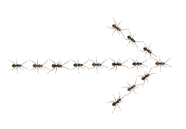Formigas andam em uma seta — Fotografia de Stock