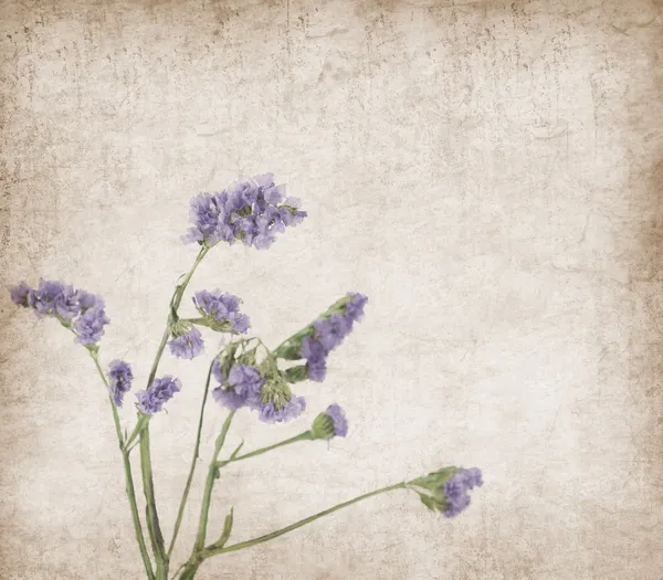 Lavender on paper background — Stock Photo, Image