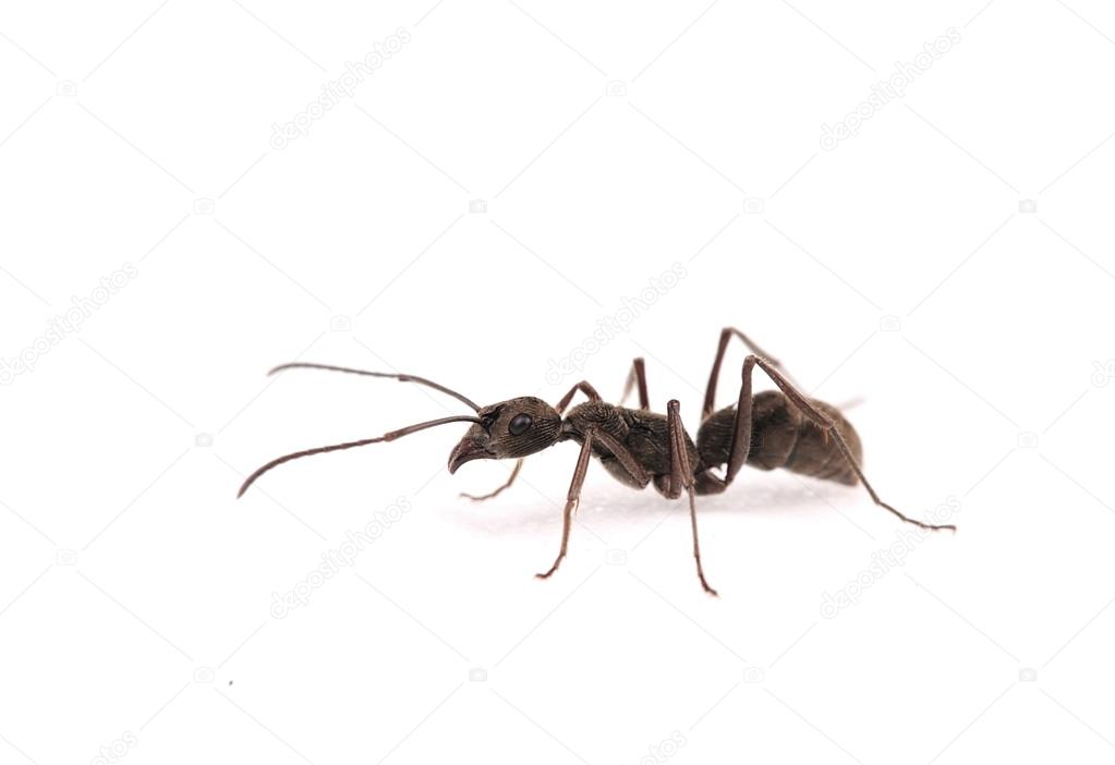 Ant isolate on white background