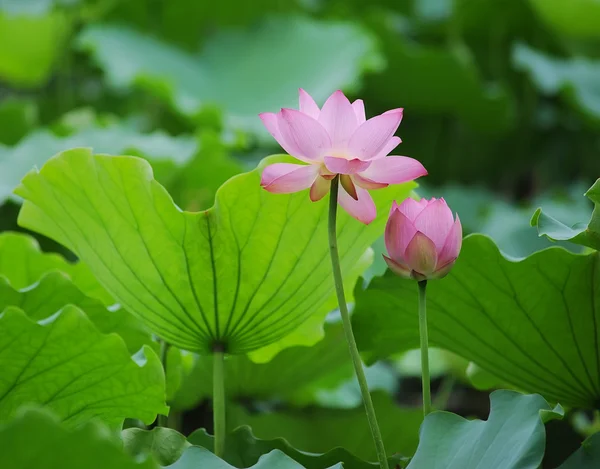 Pink lotus — Stock Photo, Image