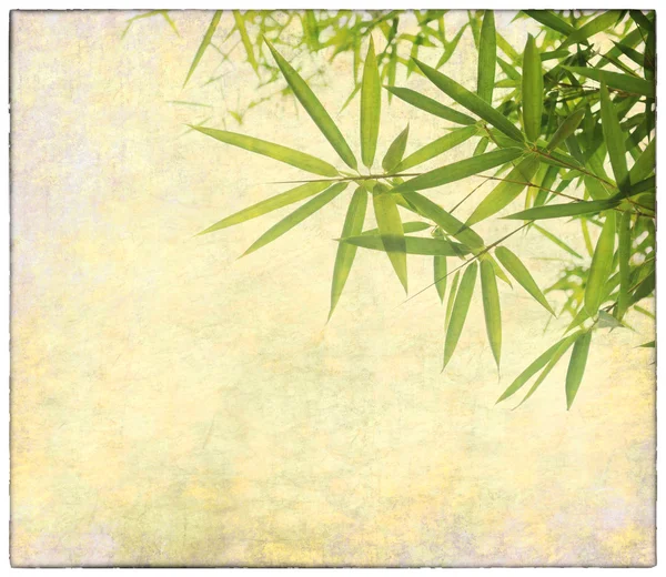 Bamboe op oud grunge antiek papier textuur — Stockfoto