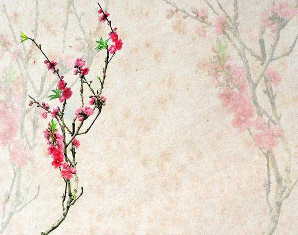 Plommon blomma på gamla antika vintage papper bakgrund — Stockfoto