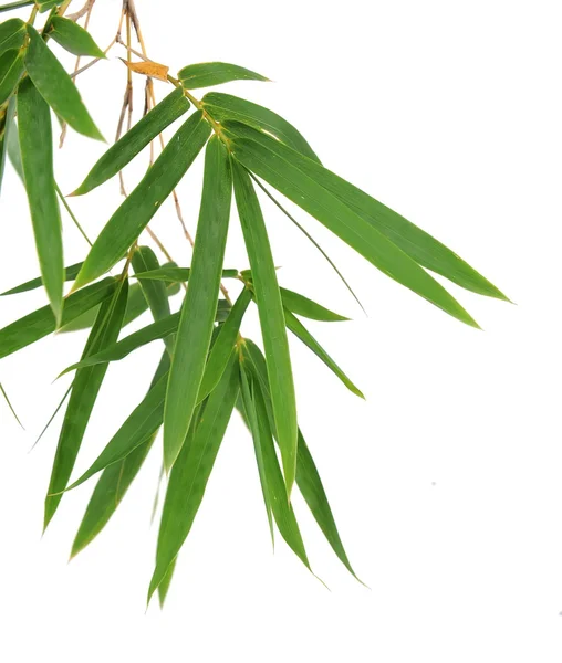 Foglie di bambù — Foto Stock