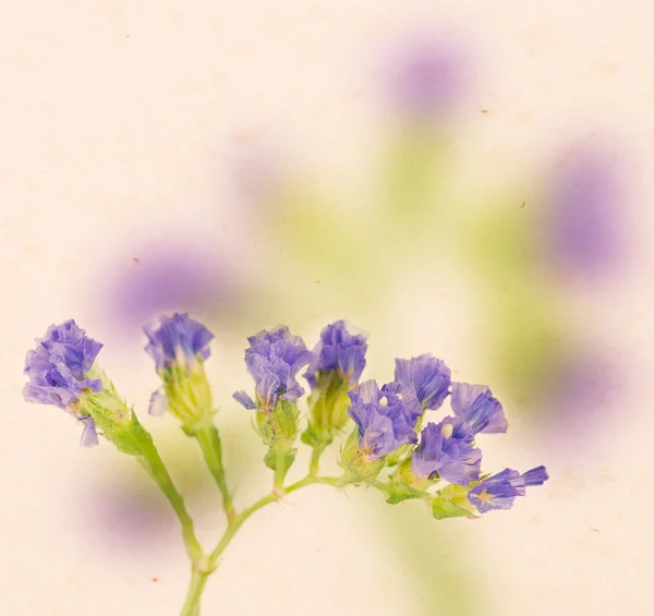 Lavender on paper background — Stock Photo, Image