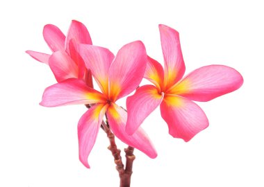 Frangipani ve bambu mat cilalı taş