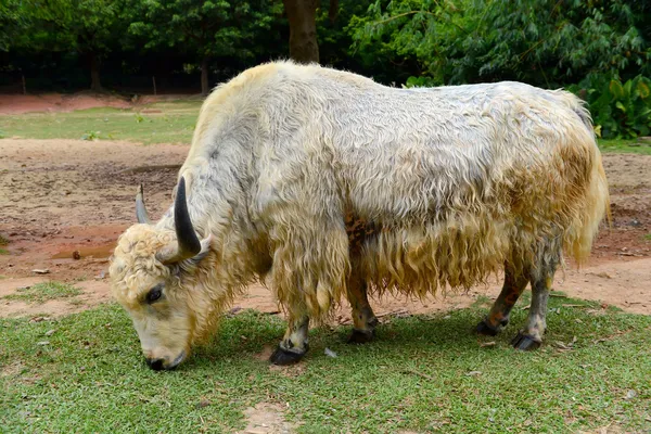 Tibetan Yak portrait — Stock Photo, Image