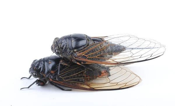 Cicada aislada sobre fondo blanco — Foto de Stock