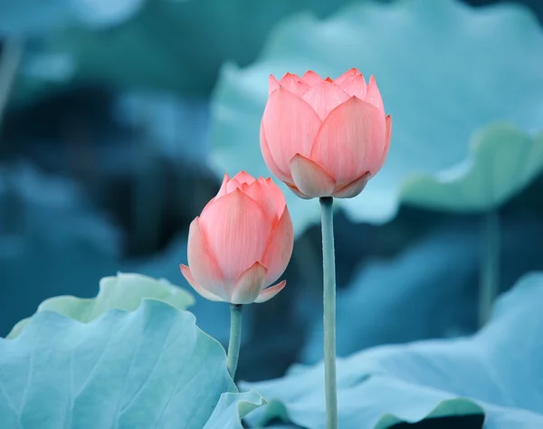 Blühende Lotusblume — Stockfoto