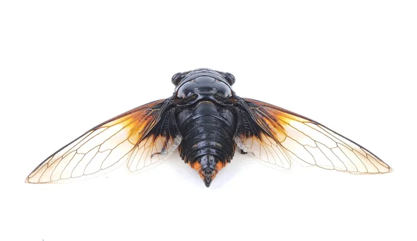 Cicada izolované na bílém pozadí — Stock fotografie