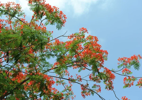 孔雀の花 — ストック写真