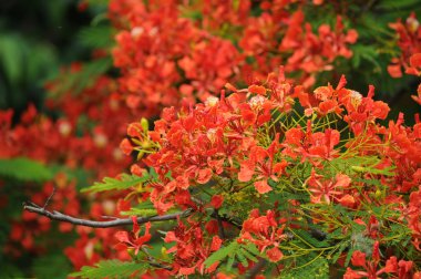 Tavus kuşu çiçekler