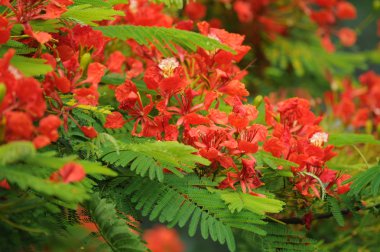 Tavus kuşu çiçekler