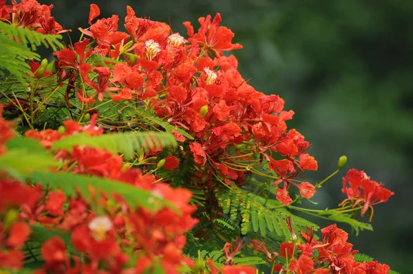 Pfauenblumen — Stockfoto