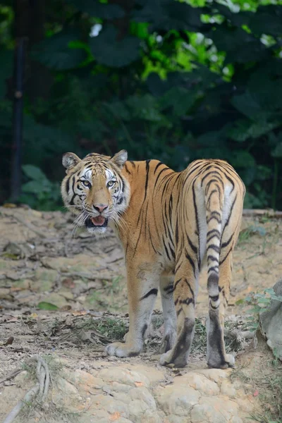 Tigre en su hábitat natural — Foto de Stock