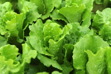 Toprakta büyüyen marul