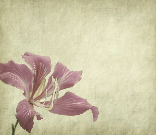 Flower blossom on old antique vintage paper background — Stock Photo, Image