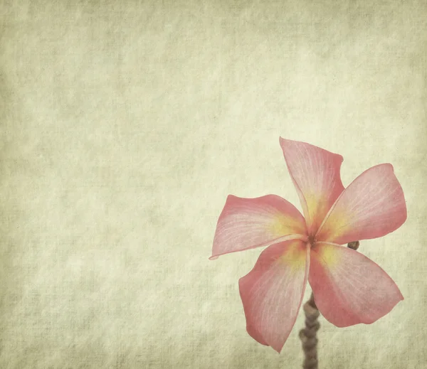 プルメリアの花は白で隔離されます。 — ストック写真
